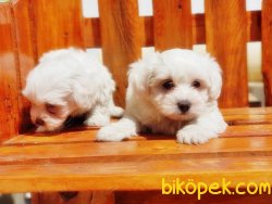 MALTESE TERRİER YAVRULARIMIZ 4