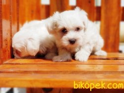 MALTESE TERRİER YAVRULARIMIZ 2