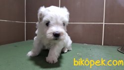 MALTESE TERRİER YAVRULARIMIZ 3