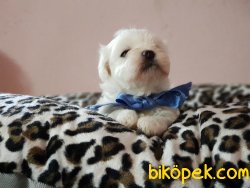 MALTESE TERRİER YAVRULARIMIZ 5