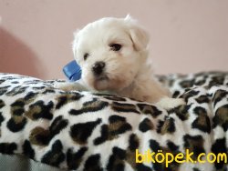 MALTESE TERRİER YAVRULARIMIZ 1