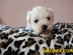 MALTESE TERRİER YAVRULARIMIZ 3