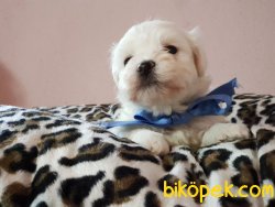 MALTESE TERRİER YAVRULARIMIZ 2