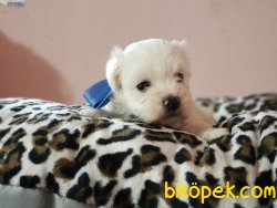 MALTESE TERRİER YAVRULARIMIZ 4