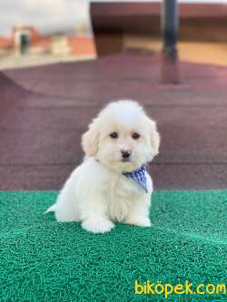 Maltese Terrier Yavrularımız 4