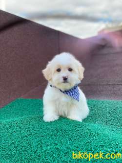 Maltese Terrier Yavrularımız 1