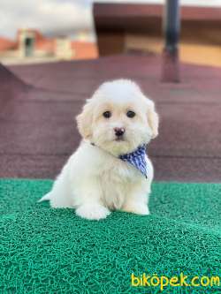 Maltese Terrier Yavrularımız 2