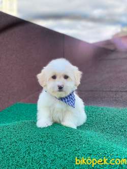 Maltese Terrier Yavrularımız 3