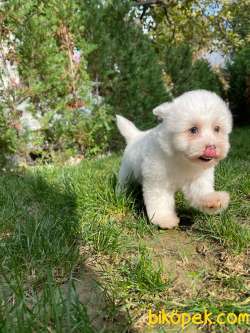 Maltese Terrier Yavrularımız 1