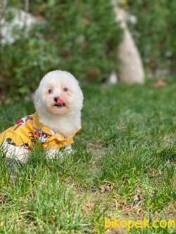 Maltese Terrier Yavrularımız 4
