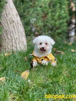 Maltese Terrier Yavrularımız 3