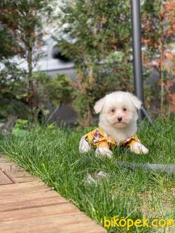 Maltese Terrier Yavrularımız 2