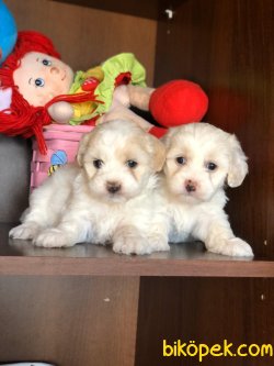Maltese Terrier Yavrularımız Gelmiştir 2