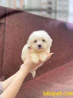 Maltese Terrier Yavrularımız Gelmiştir 1