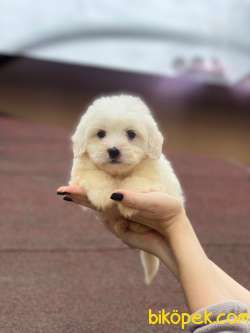Maltese Terrier Yavrularımız Gelmiştir 5