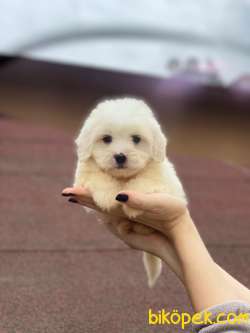 Maltese Terrier Yavrularımız Gelmiştir 3