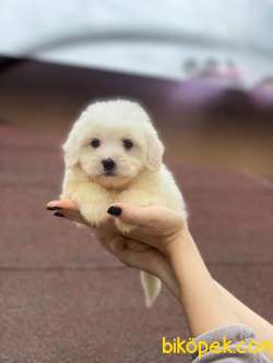 Maltese Terrier Yavrularımız Gelmiştir 4