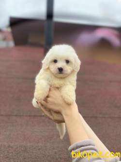Maltese Terrier Yavrularımız Gelmiştir 2