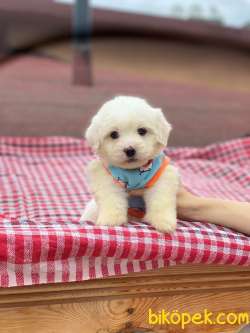 Maltese Terrier Yavrularımız Mevcuttur 4