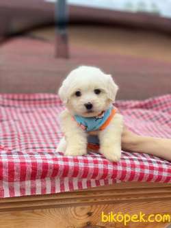 Maltese Terrier Yavrularımız Mevcuttur 1