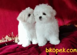 Maltese Terrier Yavrularımız Safkan 3