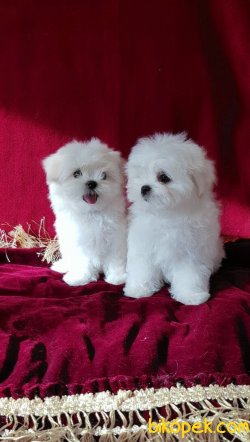 Maltese Terrier Yavrularımız Safkan 1