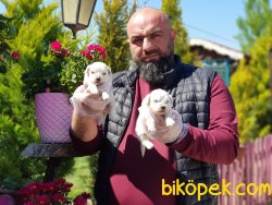 MALTESE TERRIER YAVRULARIMIZ TESLIME HAZIR 1