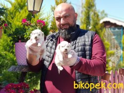 MALTESE TERRIER YAVRULARIMIZ TESLIME HAZIR 3