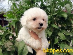 Maltese  Terrier Yavrularımız Yeni Ailelerini Bekliyor 2