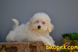 MALTESE TERRİER YAVRUMUZ 3