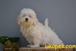 MALTESE TERRİER YAVRUMUZ 1
