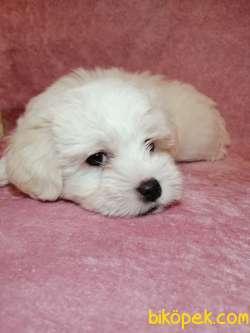 MALTESE TERRIER YAVRUMUZ 1