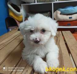 Maltese Terrier Yavrumuz 2