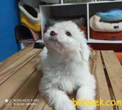 Maltese Terrier Yavrumuz 1