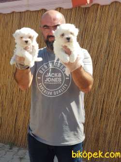 MALTESE TERRİER YAVRUMUZ TESLİME HAZIR 1