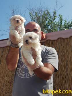 MALTESE TERRİER YAVRUMUZ TESLİME HAZIR 5