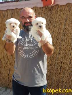 MALTESE TERRİER YAVRUMUZ TESLİME HAZIR 4