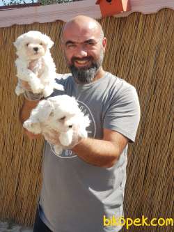 MALTESE TERRİER YAVRUMUZ TESLİME HAZIR 2