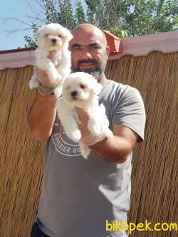 MALTESE TERRİER YAVRUMUZ TESLİME HAZIR 3
