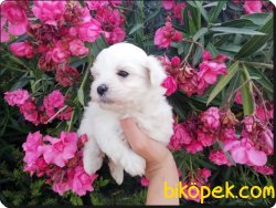 Maltese Terrier Yavrularımız Yeni Ailelerini Bekliyor 3