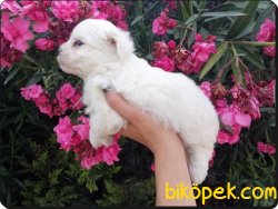 Maltese Terrier Yavrularımız Yeni Ailelerini Bekliyor 5