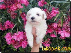 Maltese Terrier Yavrularımız Yeni Ailelerini Bekliyor 4