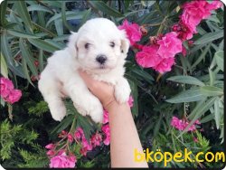 Maltese Terrier Yavrularımız Yeni Ailelerini Bekliyor 2