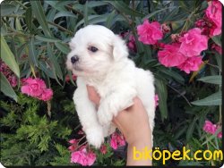Maltese Terrier Yavrularımız Yeni Ailelerini Bekliyor 1