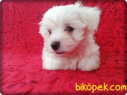 MALTESE  TERRİER YAVRUSU 2