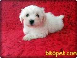 MALTESE  TERRİER YAVRUSU 1
