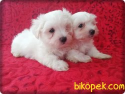 MALTESE  TERRİER YAVRUSU 3
