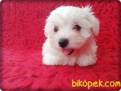 MALTESE  TERRİER YAVRUSU 4