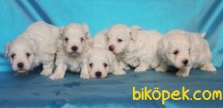 MALTESE TERRİER 2