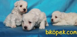MALTESE TERRİER 1